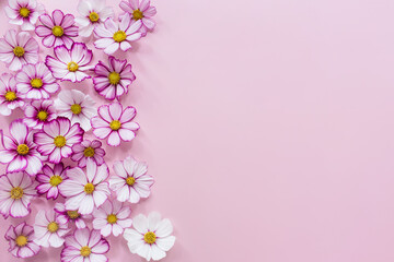 Obraz na płótnie Canvas Floral composition. Pink flowers cosmos on pink background. Spring, summer concept. Flat lay, top view, copy space.