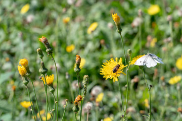 Large flower field. A bee sits on a yellow flower. Pollination of flowers. Honey pasture. Kulbaba autumn