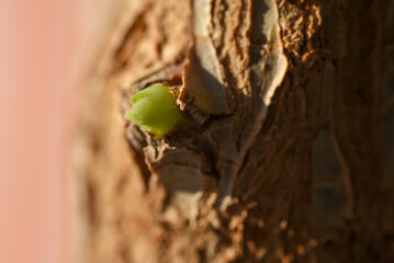 Plant sprout sprouting through the bark, close-up