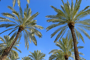 date palms on a blue sky background