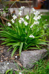 White flowers of an ornamental bell in the garden.