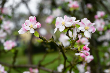 Pinkish flowers of an apple-tree on a twig.