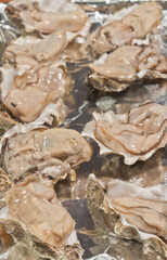 top view, close distance, of freshly picked and shucked oysters of half shell, display freshness and for sale at a tropical farmers market