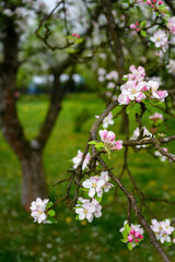 Pinkish flowers of an apple-tree on a twig.