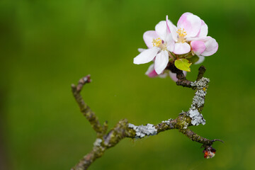 Pinkish flowers of an apple-tree on a twig.