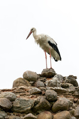 A large white stork stands on a pile of rocks. A nest for storks in the ruins of an old castle. The stork is a symbol of a free and independent Belarus.