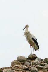 A large white stork stands on a pile of rocks. A nest for storks in the ruins of an old castle. The stork is a symbol of a free and independent Belarus.