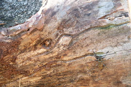 A large beetle with long whiskers sits on a log. The bronze pine Barbel monochamus crawls along the trunk of a tree. The beetle is a pest for coniferous forests. Damage to industrial logging.