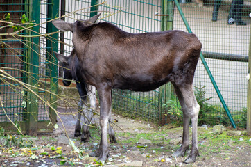 Tiere in der Natur