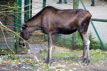 Tiere in der Natur