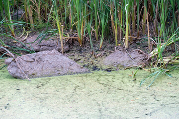 dirty water in the river. Environmental pollution. Discharge of garbage and waste water into water bodies. The world problem of drinking water pollution.