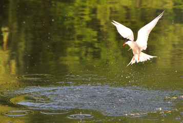 Elegant tern in mid-flight over a shimmering water surface