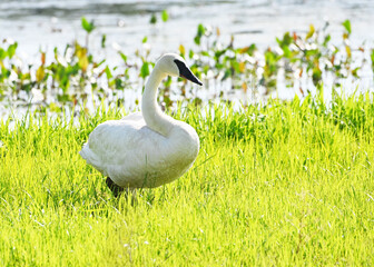 Trumpeter Swan on One Foot