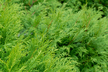 thuja green is a modern background for a gardening website. thuja branches close-up on a sunny day.