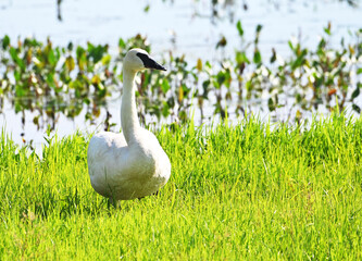 Trumpeter Swan by Pond