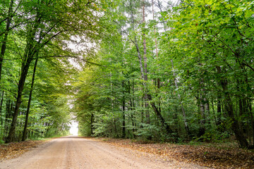 Unusual colorful autumn forest and dirt road. High dynamic range. The forest in bright and rich colors.
