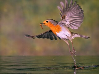 PETIRROJO ERITHACUS RUBECULA
