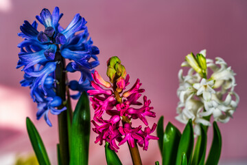 Multicolored hyacinths on pink background
