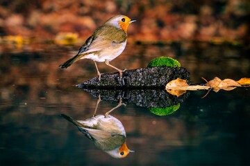 PETIRROJO ERITHACUS RUBECULA
