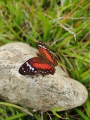 butterfly on a leaf