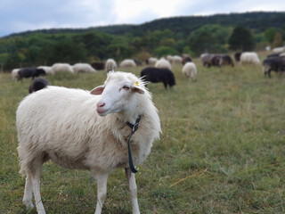 Schaf auf einer Wiese mit einer Schafherde im Hintergrund.