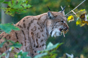 Tiere in der Natur