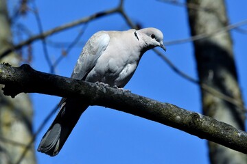 Ein Türkentaube sitzt auf einem Ast vor blauem Himmel (Großaufnahme)