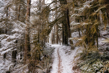Beautiful Hiking Trail in the Forest during winter morning. White Snow Covered. Taken in Squamish, North of Vancouver, British Columbia, Canada.