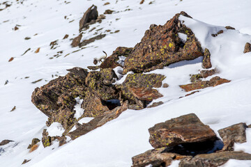 Stoat caught a field mouse. White Missile - An ermine (weasel) runs, dives and leaps through the newly fallen fresh snow.