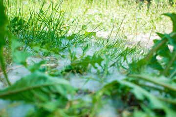 july fluff in the grass