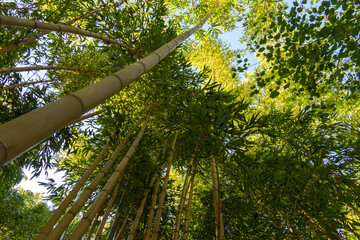 Bamboo forest with sun flare at Arashiyama, Japan 