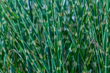 Miscanthus sinensis zebrinus. Abstract green leaves background. Dark emerald plant leaf. Natural juicy wallpaper. Ornamental plant close-up.