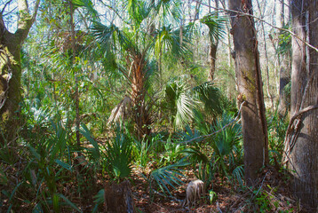 Low country trees and vegetation