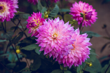 Dahlia flower in the garden. Pink petals close up. Macro flower with droplets. Rose colored floral background. Greeting card, poster. Bright flowers photography for design