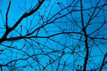 Fototapeta na wymiar Photo of a mystical fantasy forest. Silhouettes of trunks and branches. Fog and twilight blue sky. Mystical blue background
