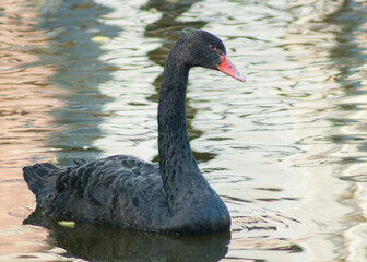 Black swan on the water
Cygnus atratus