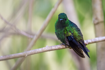 Green hummingbird looking straight ahead while perching to rest on a branch