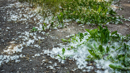 july fluff in the grass