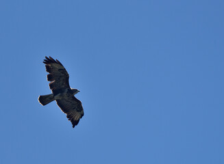Buzzard on the hunt, flying over the field in search of prey