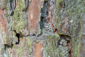 pine forest on a summer day. Tree trunks close-up. The texture of tree bark. Close-up of an ant on the bark of a tree.