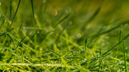 Drops of morning dew in the grass