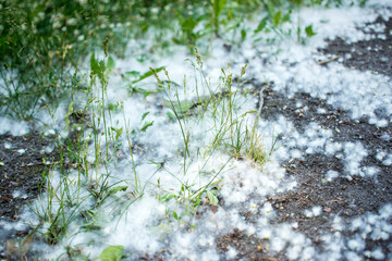 july fluff in the grass