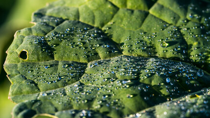 Frozen drops of morning dew on some leaves