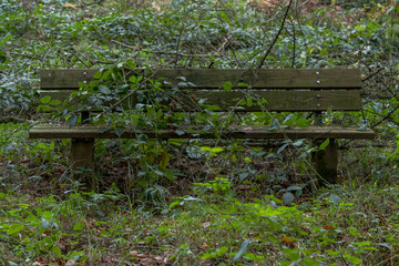 A bench in the forest with trees behind