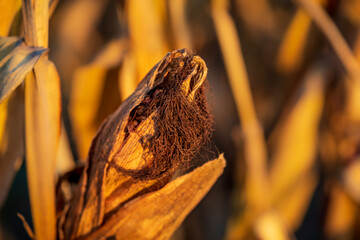 Corn in a dried up field
