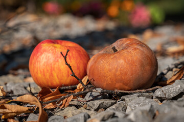 Fallen fruit: Two apples on the ground, one already started rotting