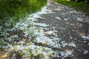 Fototapeta premium july fluff in the grass