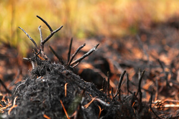 Forest after the fire, burnt grass and bushes.