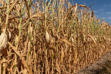 A dried up cornfield after weeks without rain