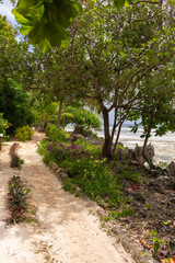 Fototapeta na wymiar Footpath in tropical garden on the seaside. Walkway with flowers and low tide landscape through the trees. Tropical village landscape. Empty trail in park near the sea. Summer travel and vacations. 